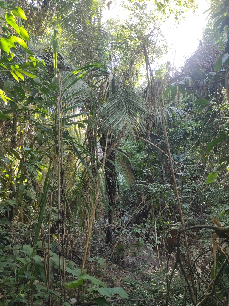 Açaí palms growing within standing Amazon forest in Bolivia